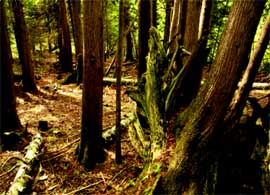 boyde_banwell_nature_preserve.jpg