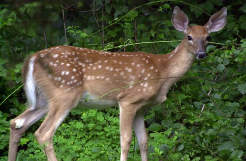 White-tailed deer fawn