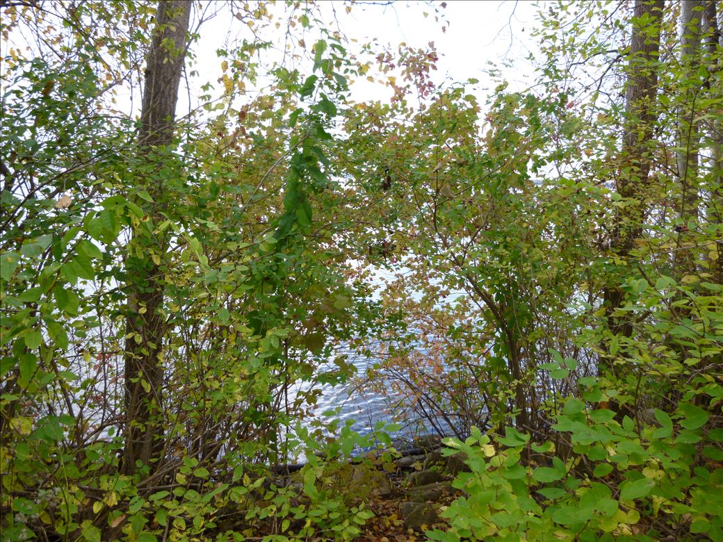 fid59_hamilton_rd_5.jpg