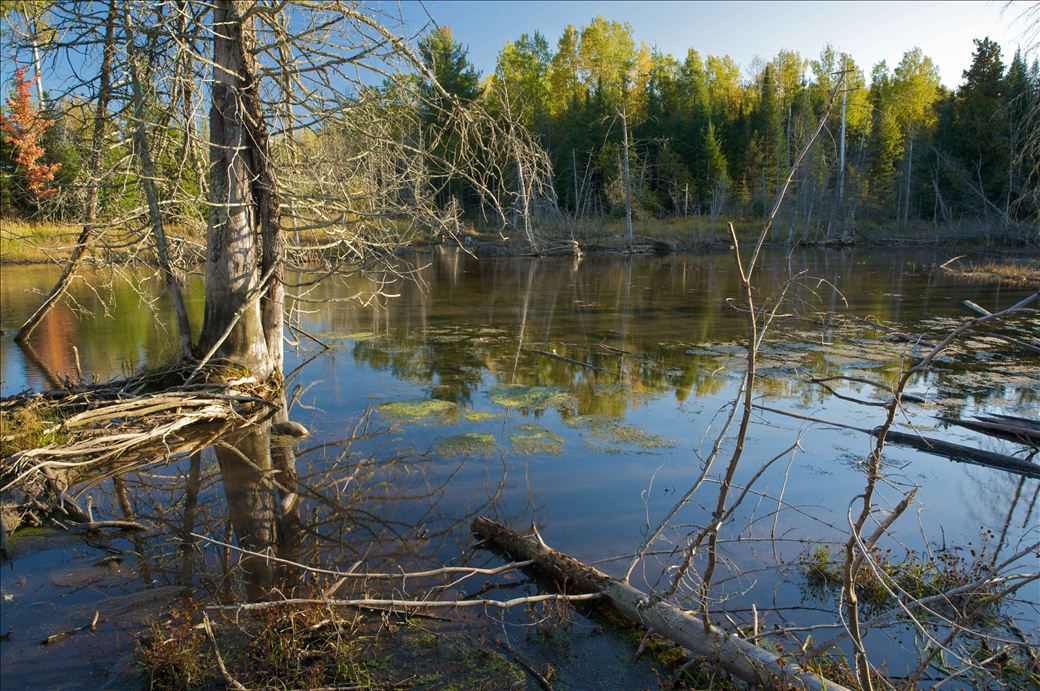hailand_pond.jpg