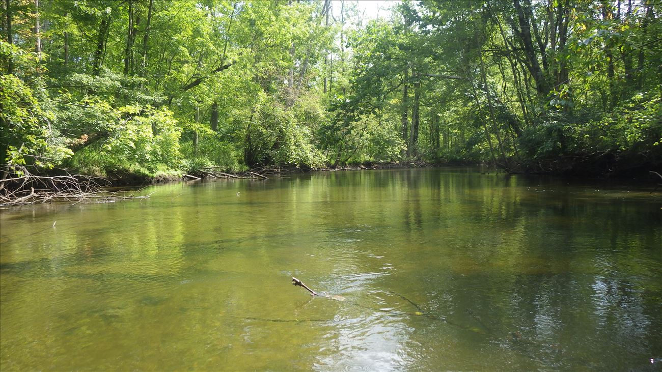 At low river levels in August, the water is often clear enough to see Bass lurking behind submerged logs.