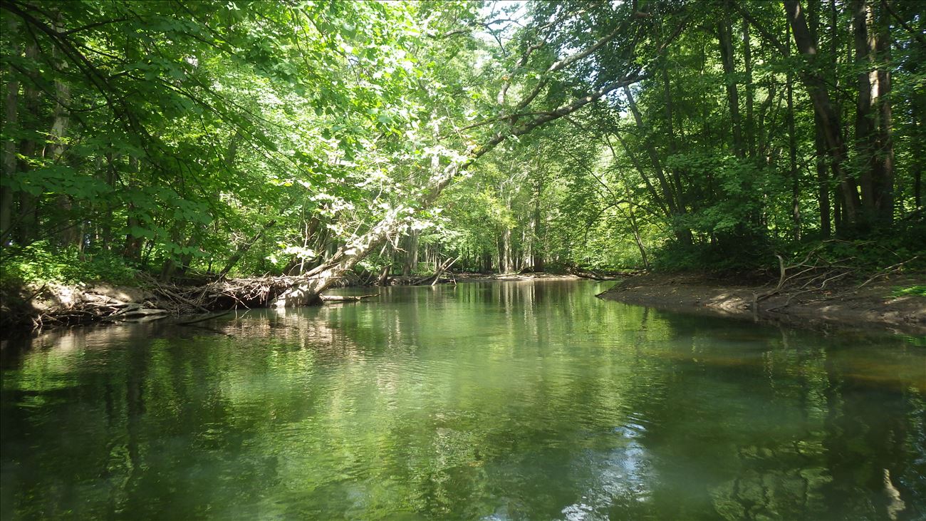 View the spectacular floodplain forest along the Paw Paw River.