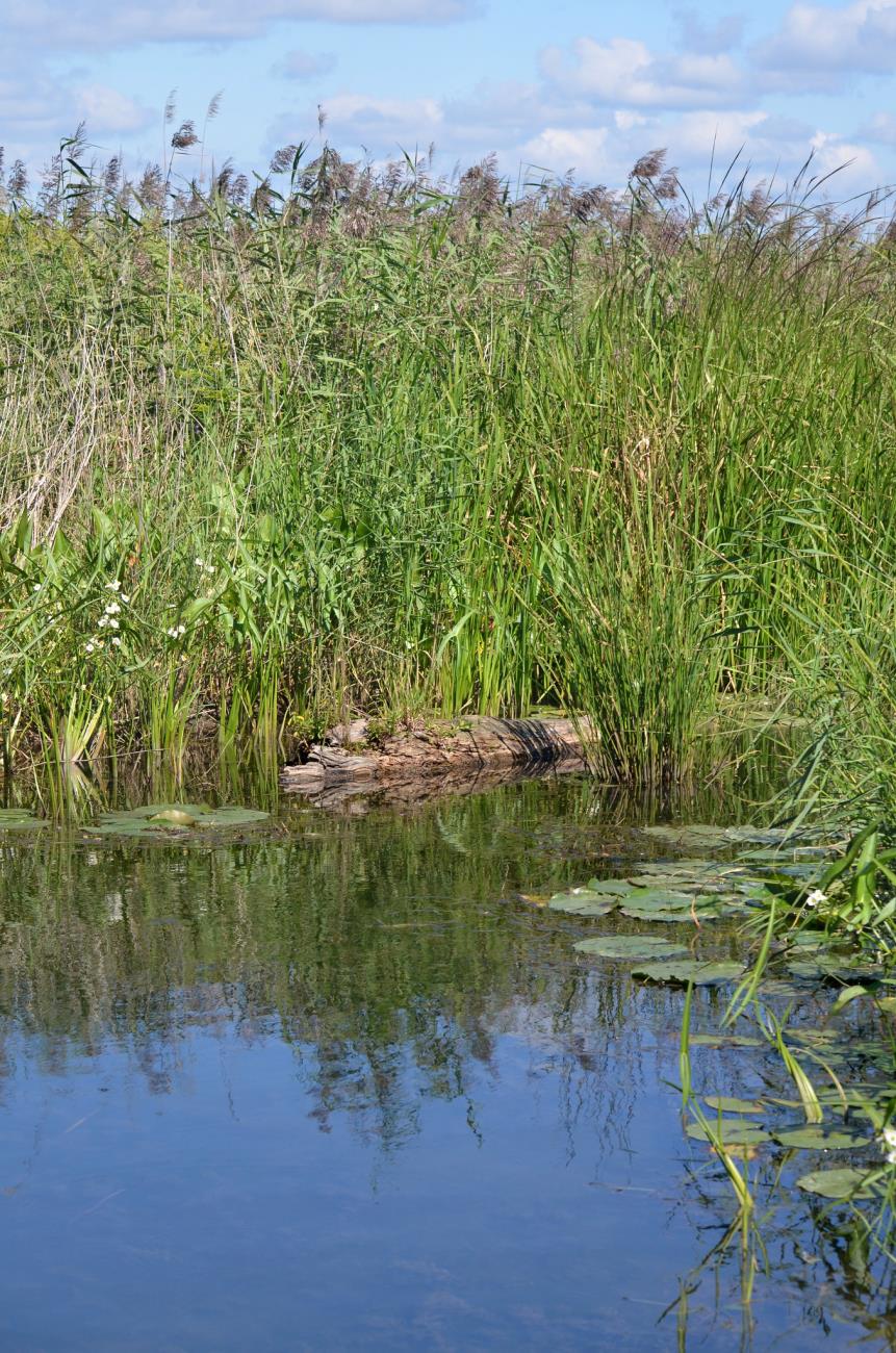 Invasives on the Trail